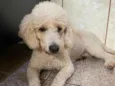 Vandinha