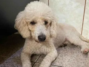 Cachorro raça Poodle idade 7 a 11 meses nome Vandinha