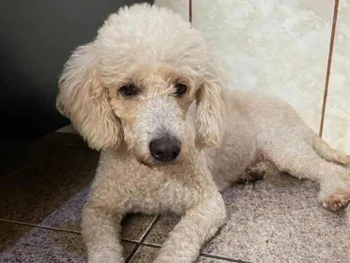 Cachorro ra a Poodle idade 7 a 11 meses nome Vandinha