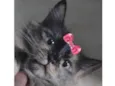 Amora 