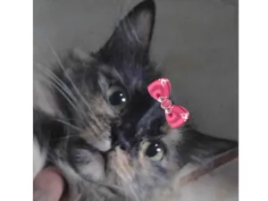 Gato raça Mestiça  idade 2 a 6 meses nome Amora 