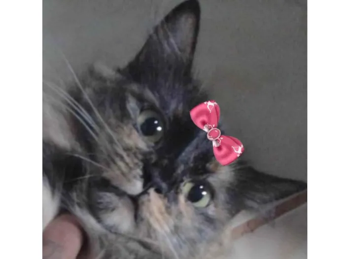 Gato ra a Mestiça  idade 2 a 6 meses nome Amora 
