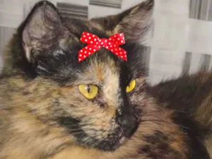 Gato raça Mestiça  idade 2 a 6 meses nome Charlotte 