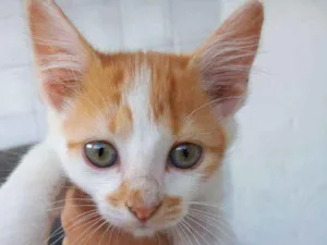Gato raça Indefinido idade 2 a 6 meses nome Sem nome