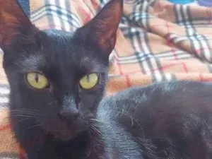 Gato raça Srd idade 2 anos nome Lindt