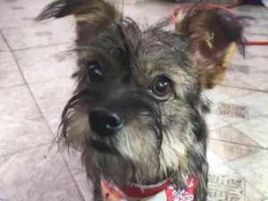 Cachorro ra a  idade 1 ano nome Tobias