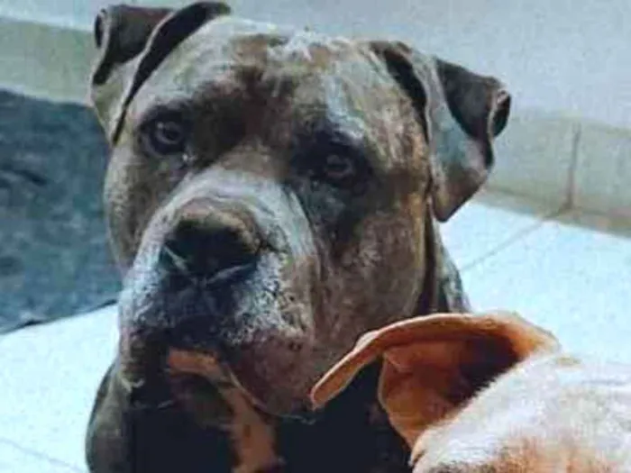 Cachorro ra a American Bully  idade 4 anos nome Odin 