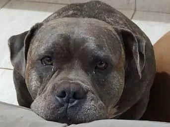 Cachorro ra a American Bully  idade 4 anos nome Odin 