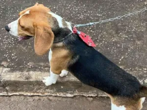 Cachorro raça Beagle idade 7 a 11 meses nome Benji