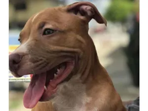 Cachorro raça Pitbull idade 7 a 11 meses nome Apolo