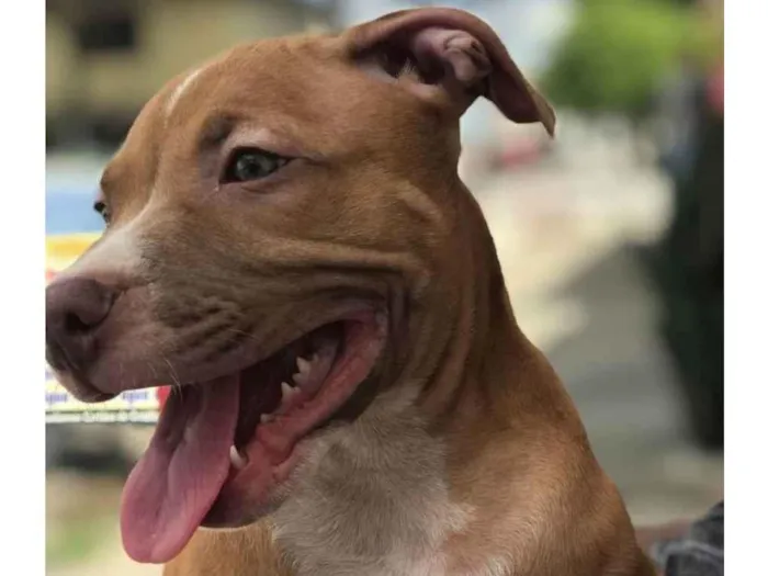 Cachorro ra a Pitbull idade 7 a 11 meses nome Apolo