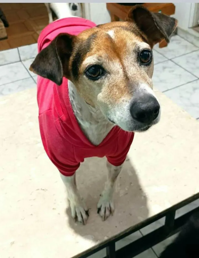 Cachorro raça  idade 5 anos nome Maylon