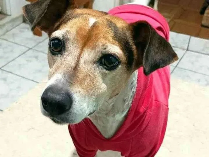 Cachorro raça  idade 5 anos nome Maylon