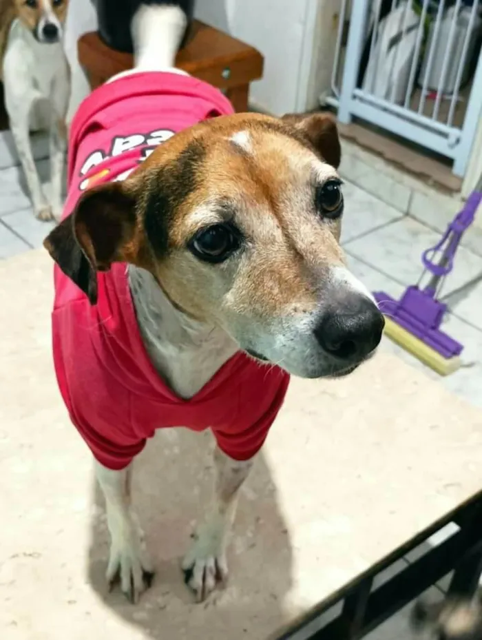 Cachorro raça  idade 5 anos nome Maylon