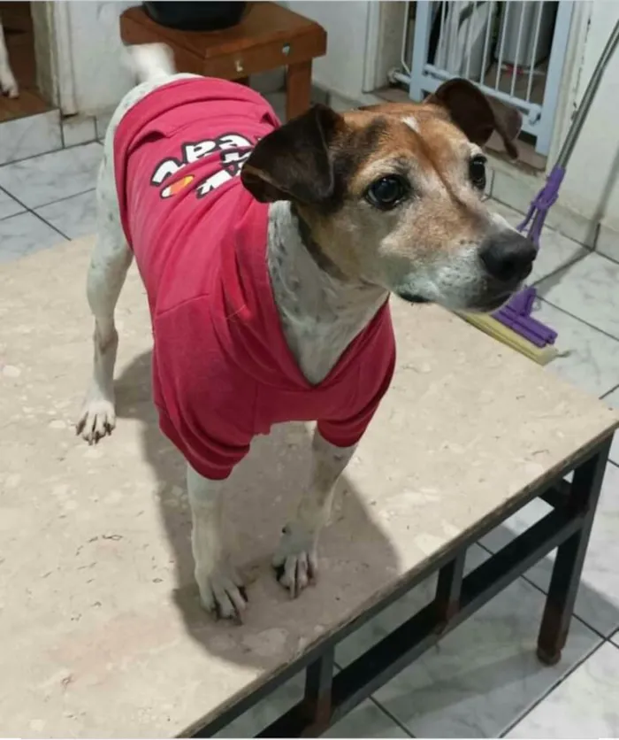 Cachorro raça  idade 5 anos nome Maylon