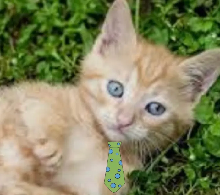 Gato ra a Mestiço  idade 2 a 6 meses nome Tody 