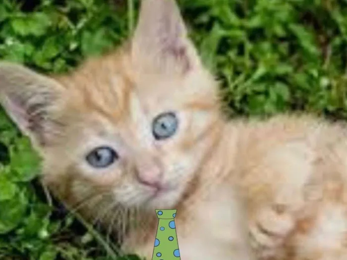 Gato ra a Mestiço  idade 2 a 6 meses nome Tody 
