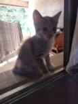 Gato fêmea e macho
