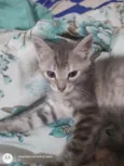 Gato fêmea e macho