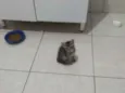 Gato fêmea e macho