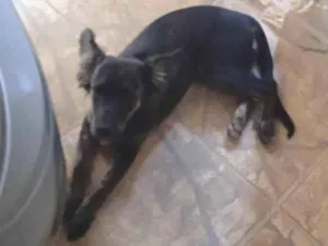 Cachorro raça Pastor alemão  idade 2 a 6 meses nome Atena