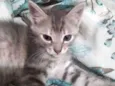 Gato fêmea e macho