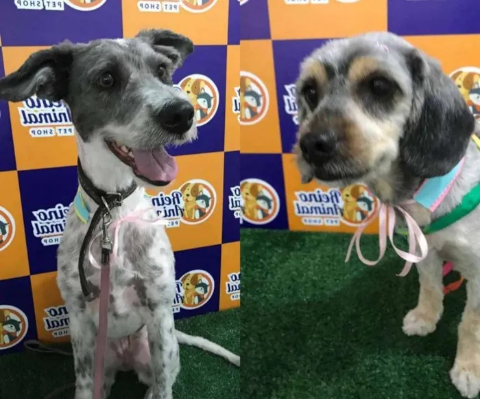 Cachorro ra a SRD idade 3 anos nome Kiki e Pequenininha 