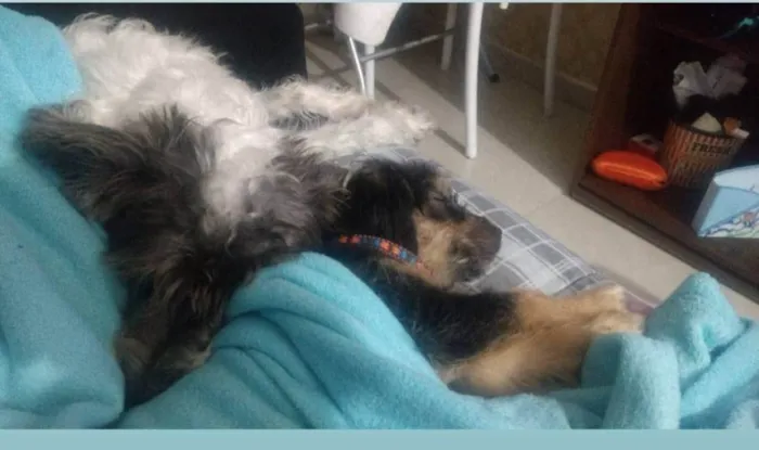 Cachorro ra a SRD idade 3 anos nome Kiki e Pequenininha 