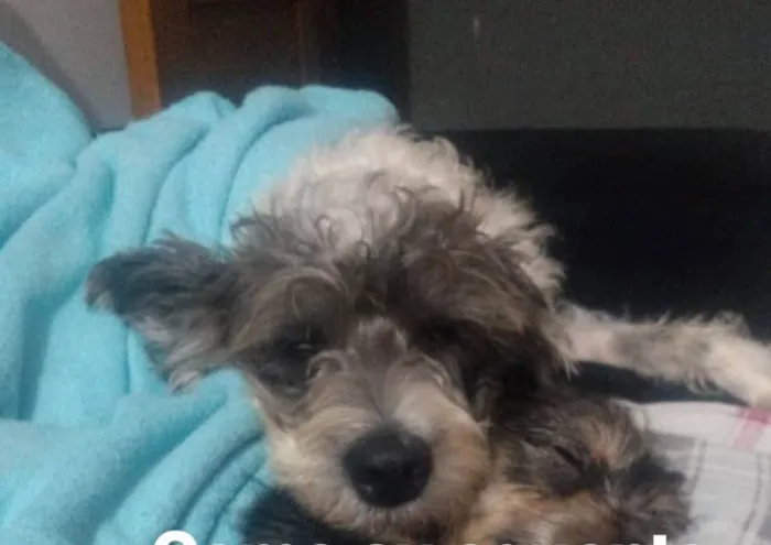 Cachorro ra a SRD idade 3 anos nome Kiki e Pequenininha 