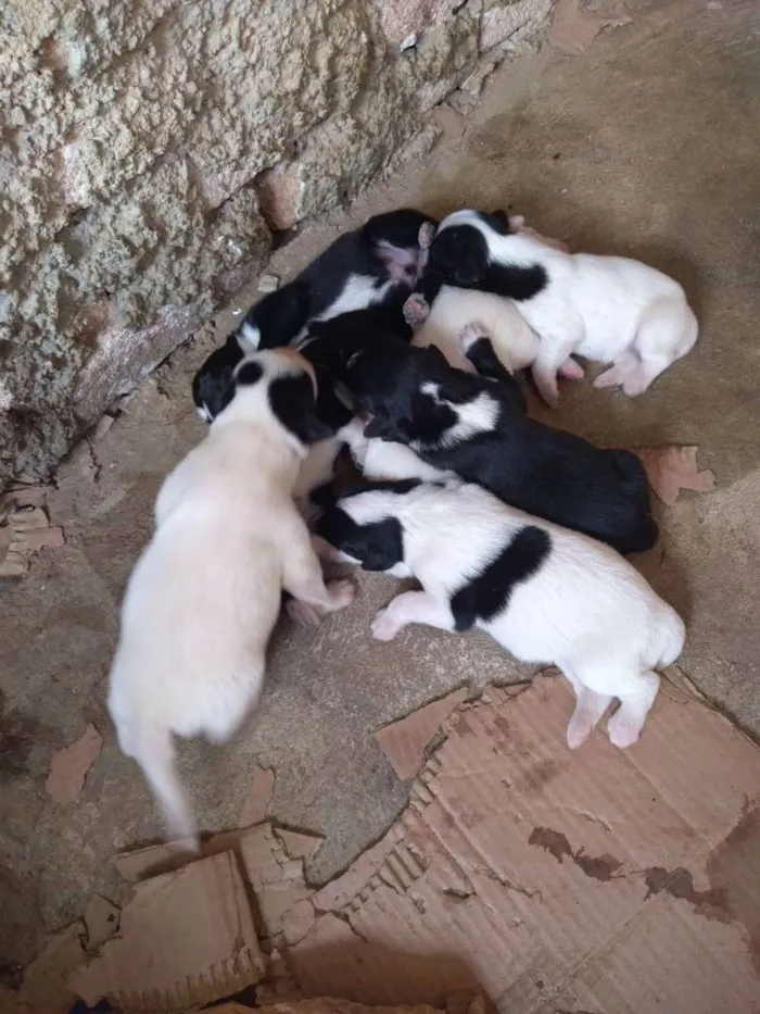 Cachorro ra a Sem raça definida idade Abaixo de 2 meses nome Mãe lessy filhotes