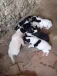 Mãe lessy filhotes