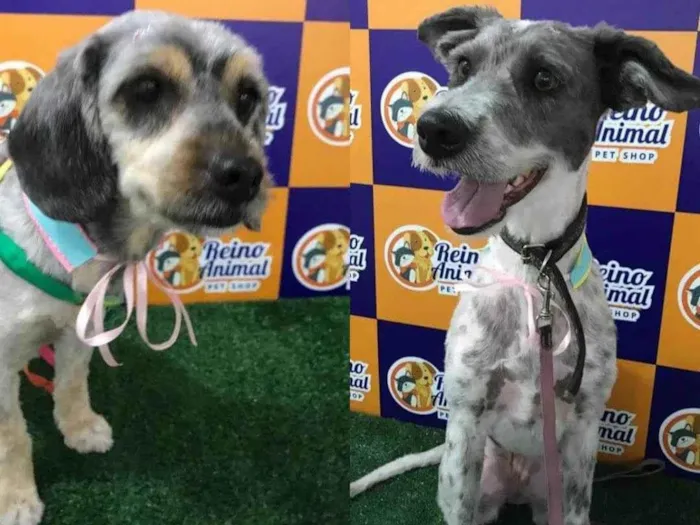 Cachorro ra a SRD idade 3 anos nome Kiki e Pequenininha 