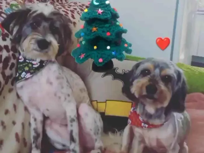 Cachorro ra a SRD idade 3 anos nome Kiki e Pequenininha 