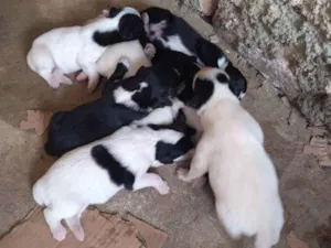 Cachorro raça Sem raça definida idade Abaixo de 2 meses nome Mãe lessy filhotes