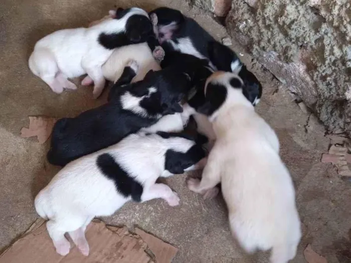 Cachorro ra a Sem raça definida idade Abaixo de 2 meses nome Mãe lessy filhotes