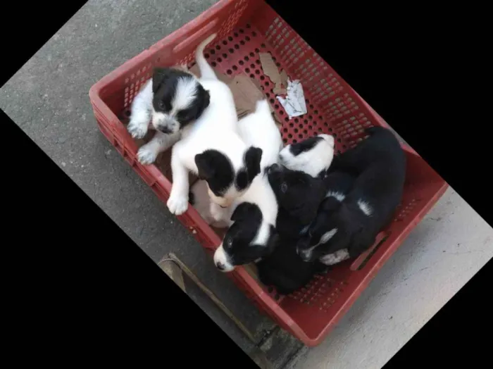 Cachorro ra a Sem raça definida idade Abaixo de 2 meses nome Mãe lessy filhotes