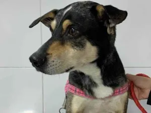 Cachorro raça Vira lata idade 5 anos nome Romeu