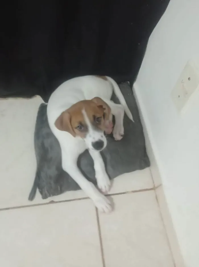 Cachorro ra a  idade 2 a 6 meses nome Totó 