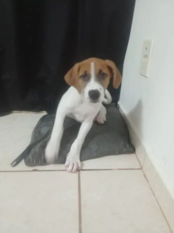 Cachorro ra a  idade 2 a 6 meses nome Totó 