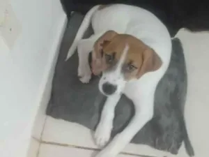 Cachorro raça  idade 2 a 6 meses nome Totó 