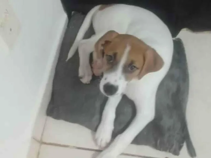 Cachorro ra a  idade 2 a 6 meses nome Totó 