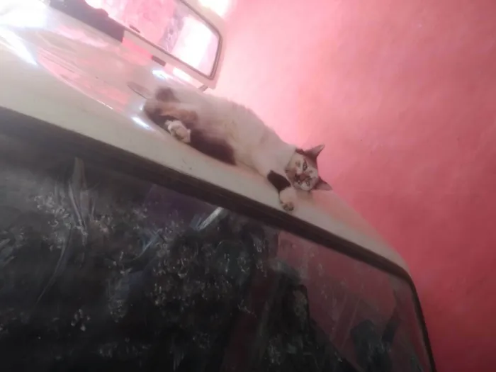 Gato ra a indefinido  idade 1 ano nome Misaki