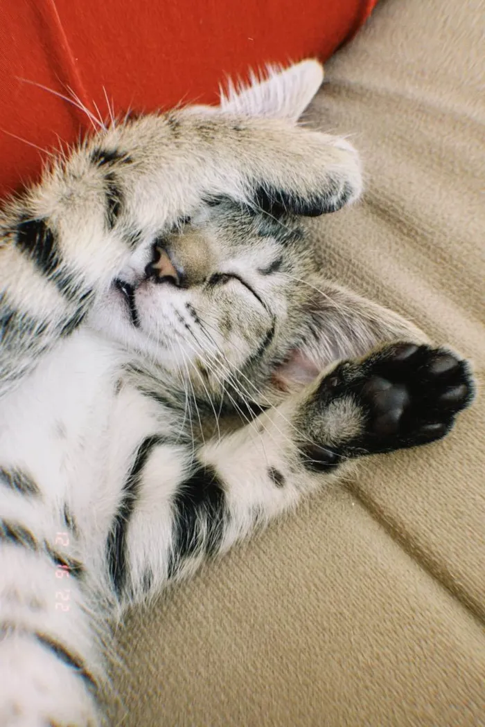 Gato raça SRD idade 2 a 6 meses nome Aurora