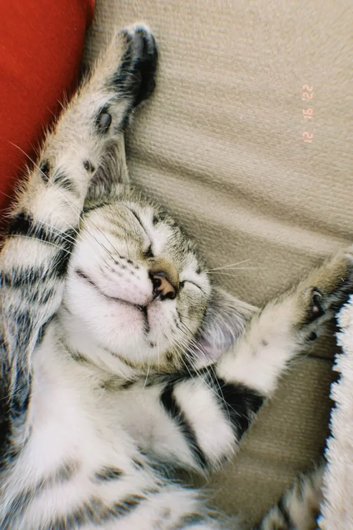 Gato raça SRD idade 2 a 6 meses nome Aurora