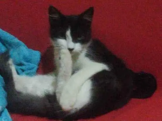 Gato ra a Indefinido  idade 7 a 11 meses nome Lombinho 