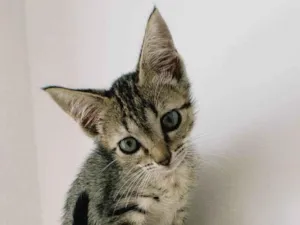 Gato raça SRD idade 2 a 6 meses nome Aurora