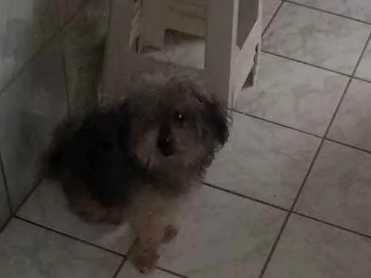 Cachorro ra a Poodle idade 6 ou mais anos nome Nino