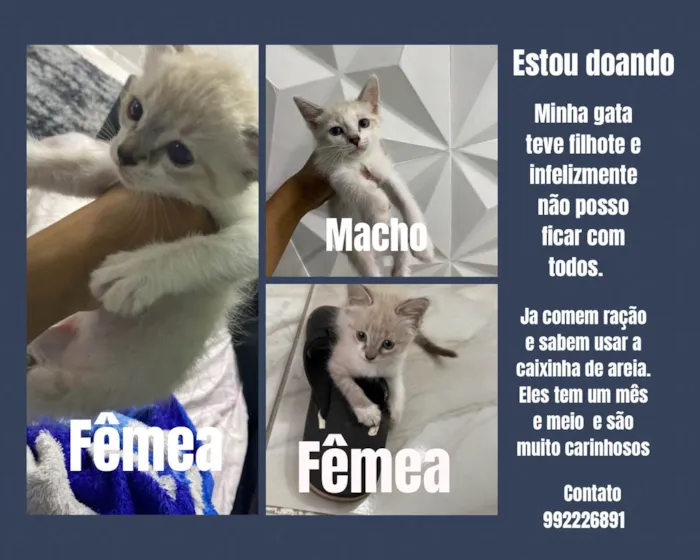 Gato ra a  idade 2 a 6 meses nome Lua/leo/amora