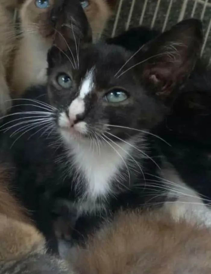 Gato raça  idade 2 a 6 meses nome Filhotes