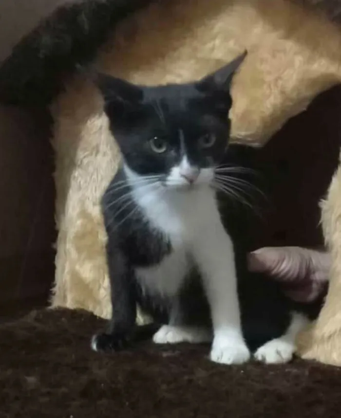 Gato raça  idade 2 a 6 meses nome Filhotes